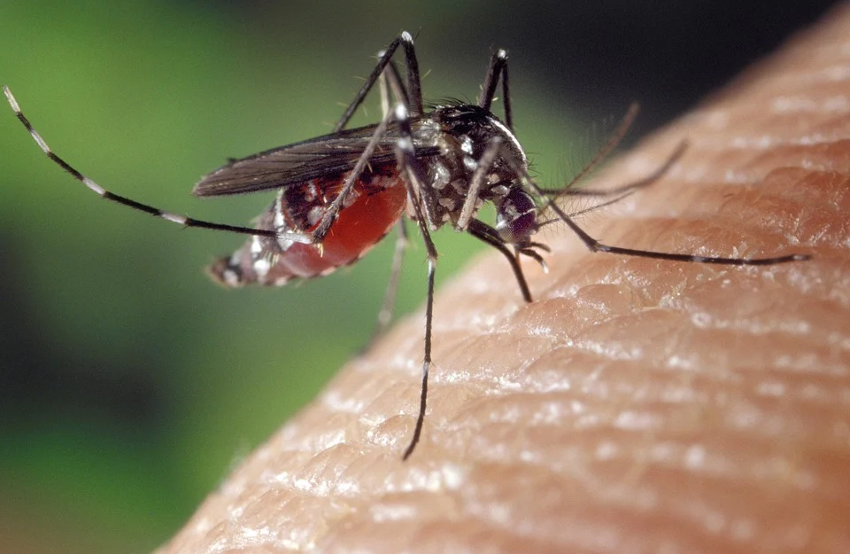 Vigilância confirma casos de dengue em Alto dos Pinheiros; veja como se prevenir