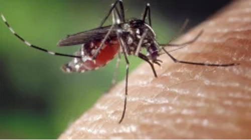 Em 4 meses, Alto dos Pinheiros registra mais dengue do que em 9 anos