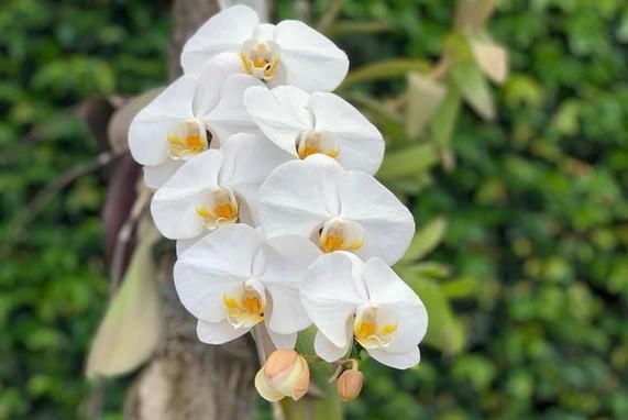 Participação na campanha da SAAP dá direito a orquídea. Saiba como cuidar