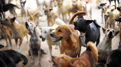 Alto dos Pinheiros terá feira de adoção de pets. Contribua!