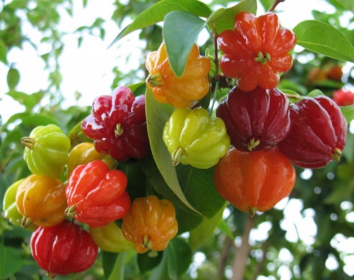 Campanha de reciclagem da SAAP vai distribuir mudas de árvores frutíferas