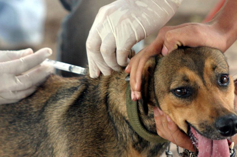 Primeiro caso de raiva canina em 40 anos é perto da nossa região. Veja o que fazer