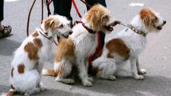 Seis coisas que você precisa saber antes de passear com seu cão ou contratar um passeador