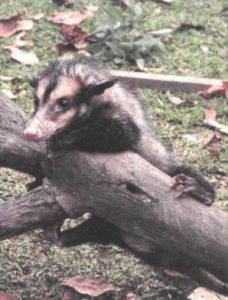 Gambás-em-Alto-dos-Pinheiros