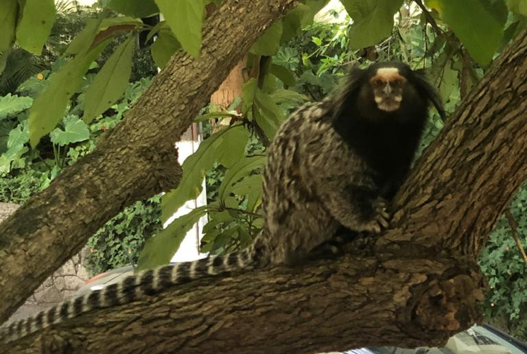 Saguis em Alto dos Pinheiros: como lidar com eles?