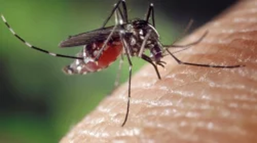 Dengue não preocupa no inverno? Julho tem mais casos que 2023 inteiro em Alto dos Pinheiros