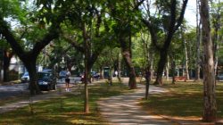 Ajude a defender o meio ambiente de Alto dos Pinheiros junto à Subprefeitura